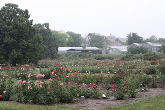 Budapešť, rozárium