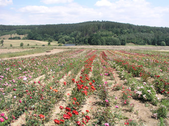 Skaličany, Blatná