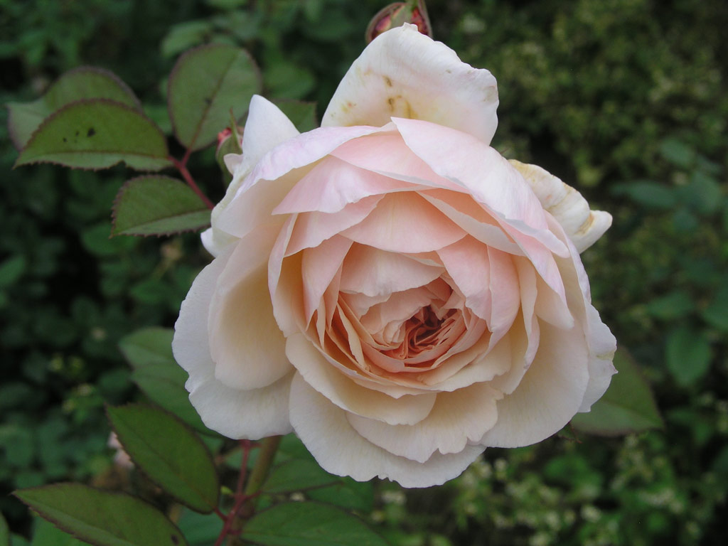 růže A Shropshire Lad