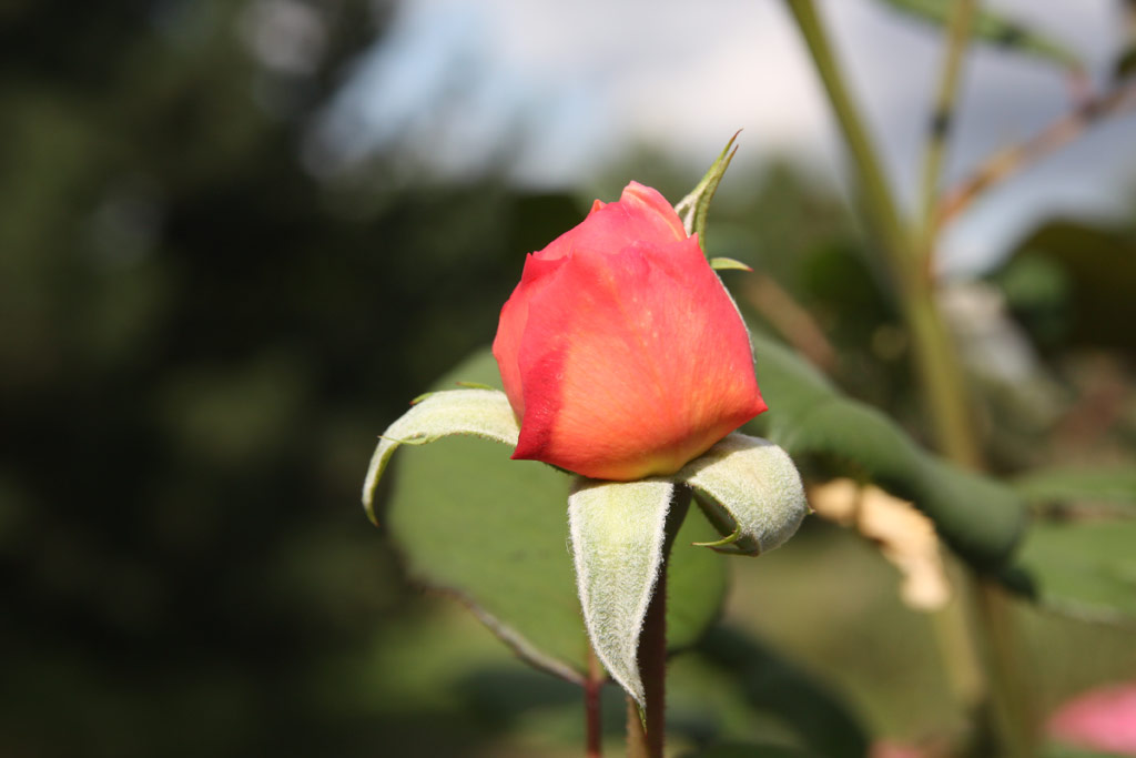 růže A Shropshire Lad