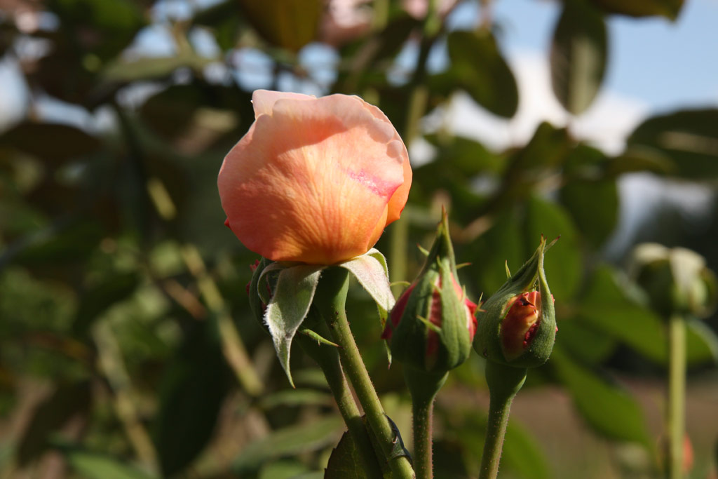 růže A Shropshire Lad