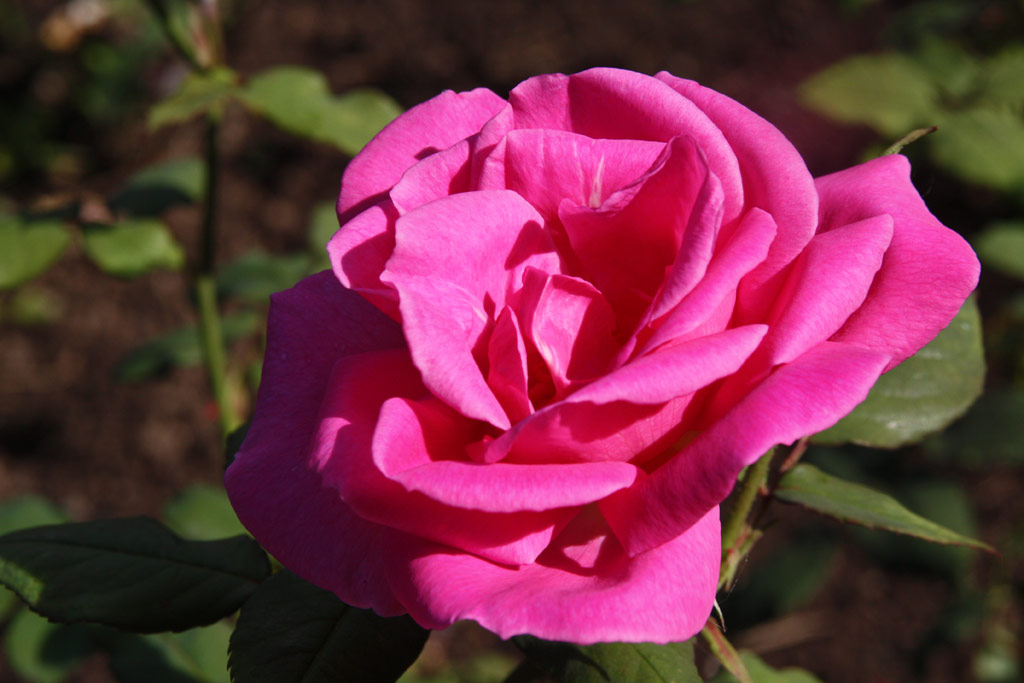 růže Abb Millot