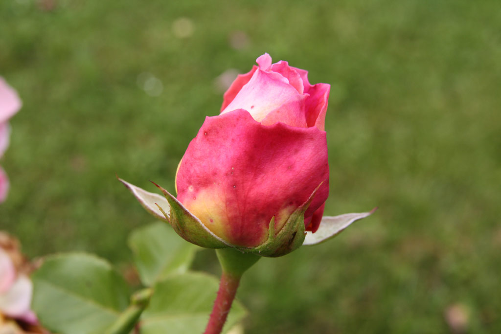 růže Abraham Darby
