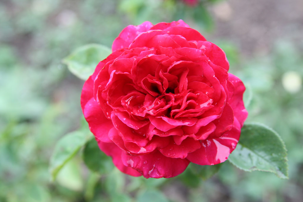 růže Ady Endre Emlke