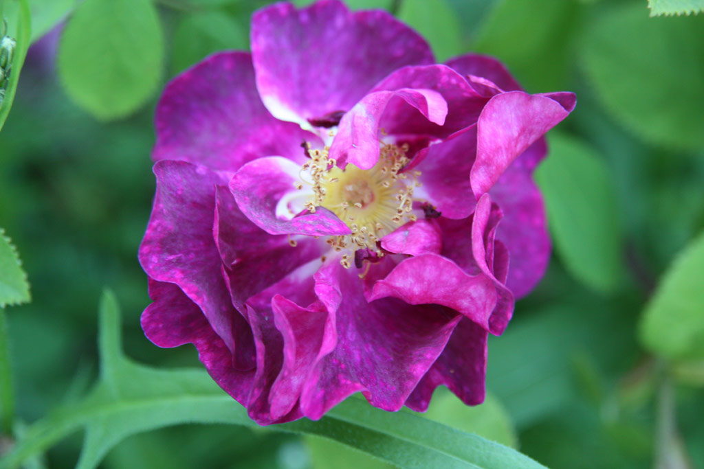 růže Alain Blanchard