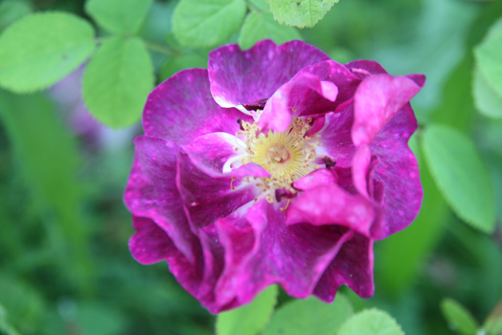 růže Alain Blanchard