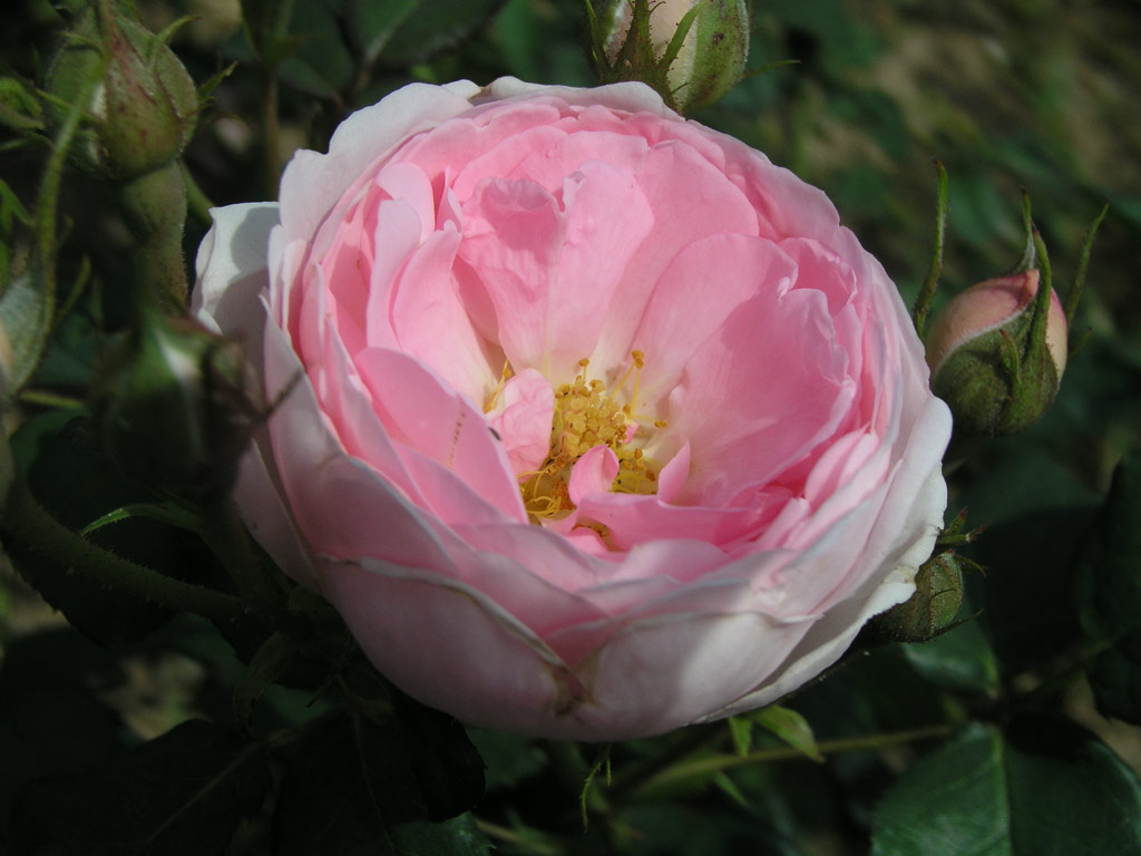 růže Alan Titchmarsh