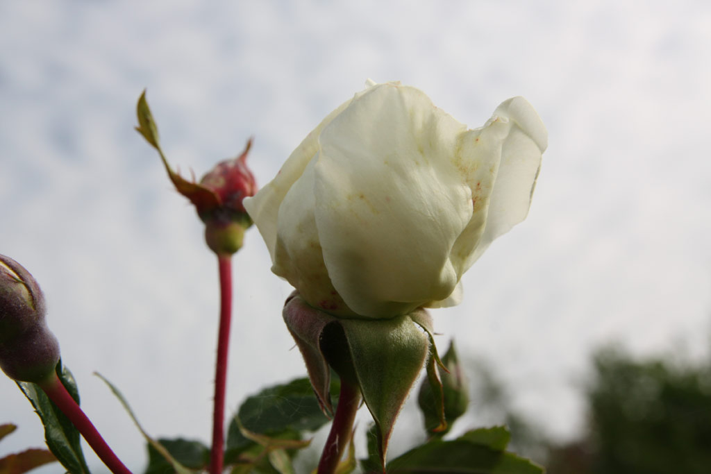 růže Albric Barbier