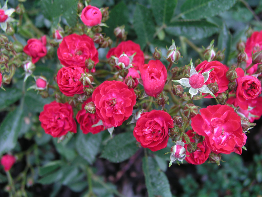 růže Alberich