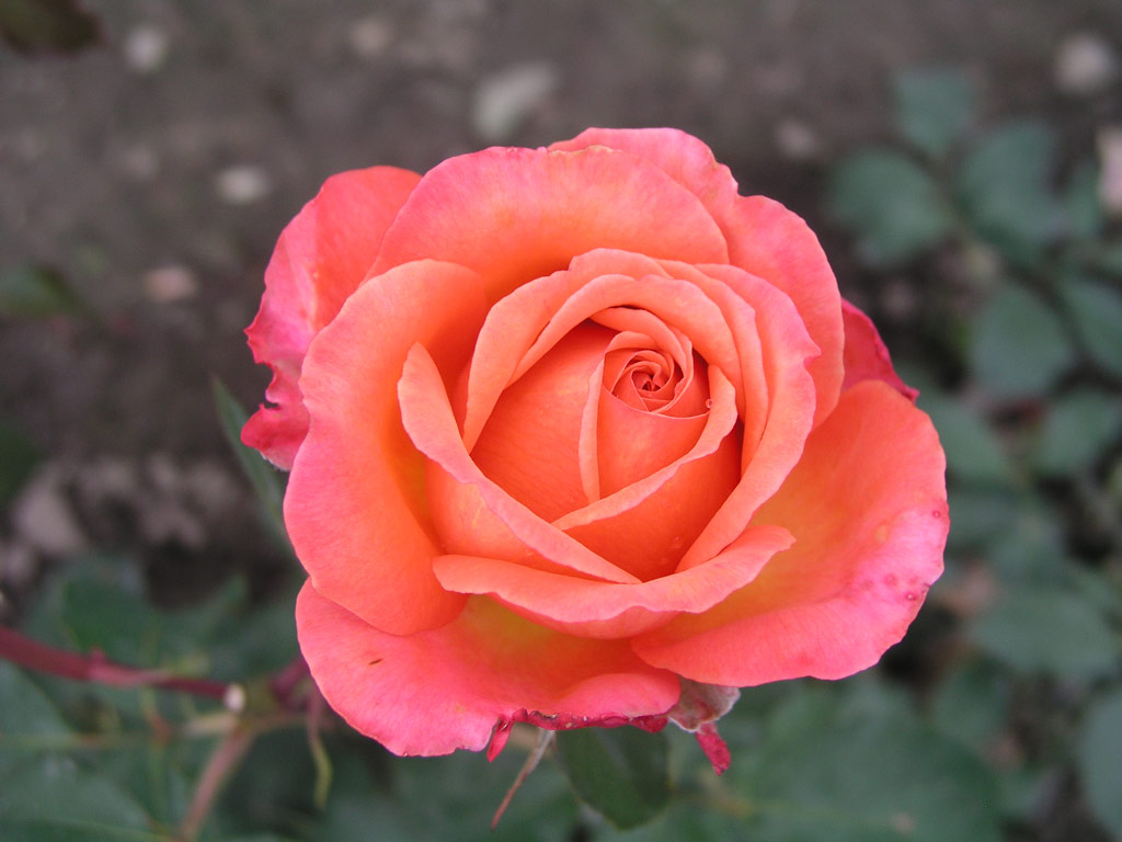 růže Albrecht Drer