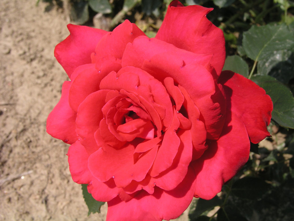 růže Alecs Red