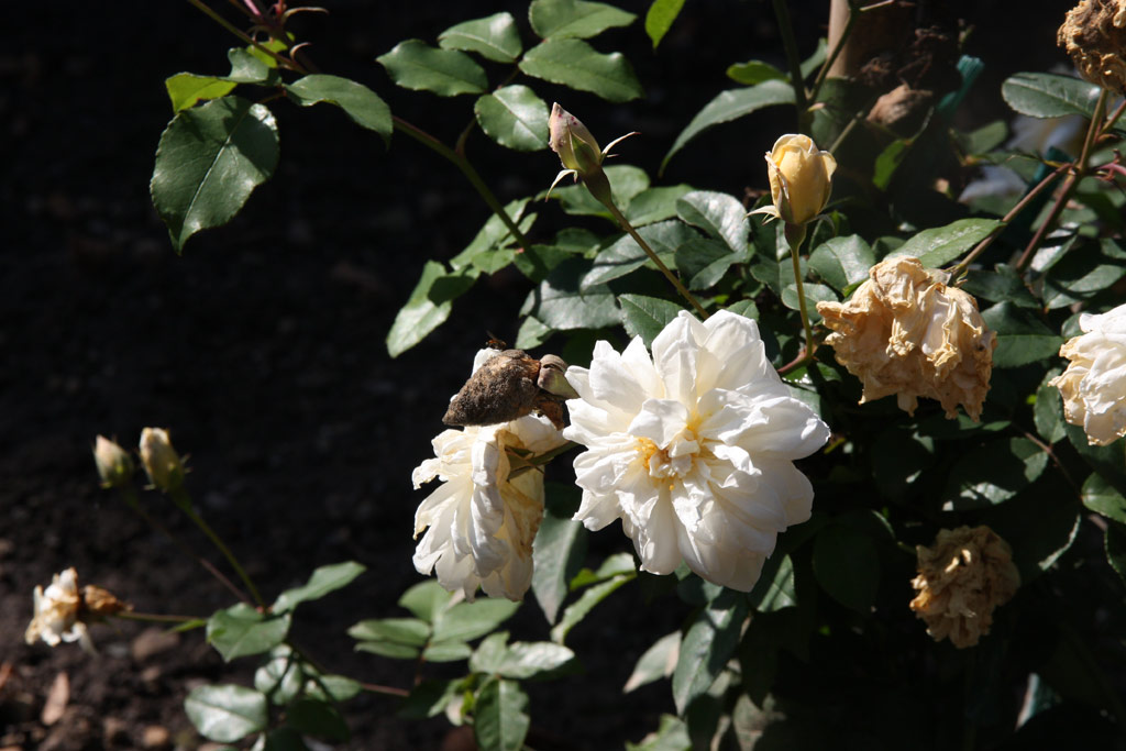 růže Alister Stella Gray