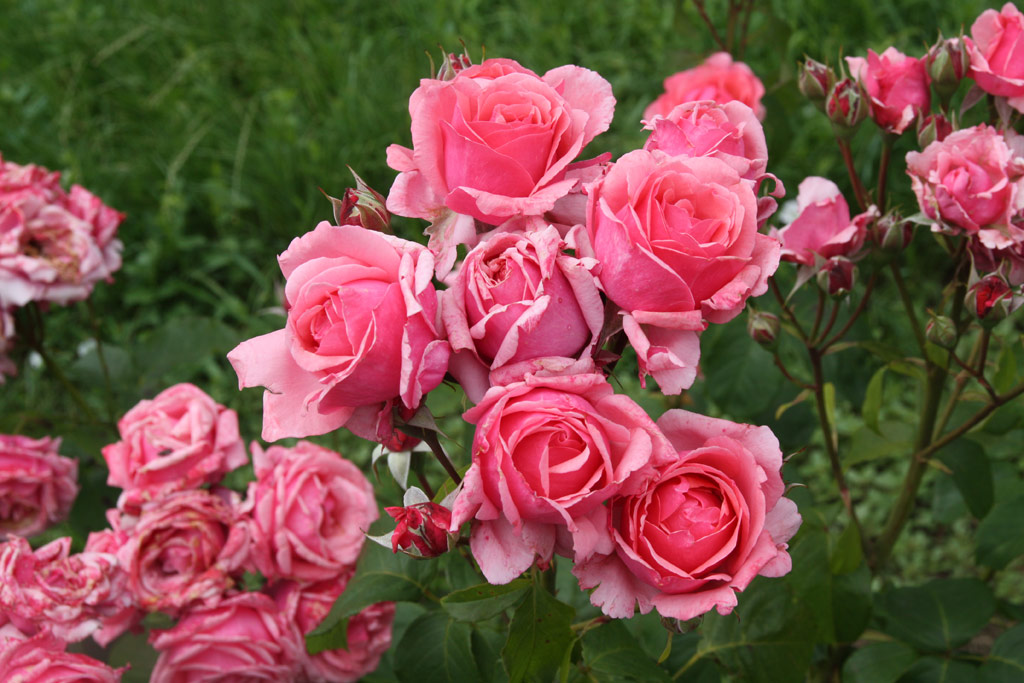 růže Alliance (Delforge)