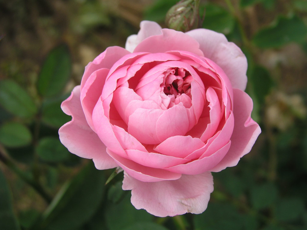 růže Alnwick Castle