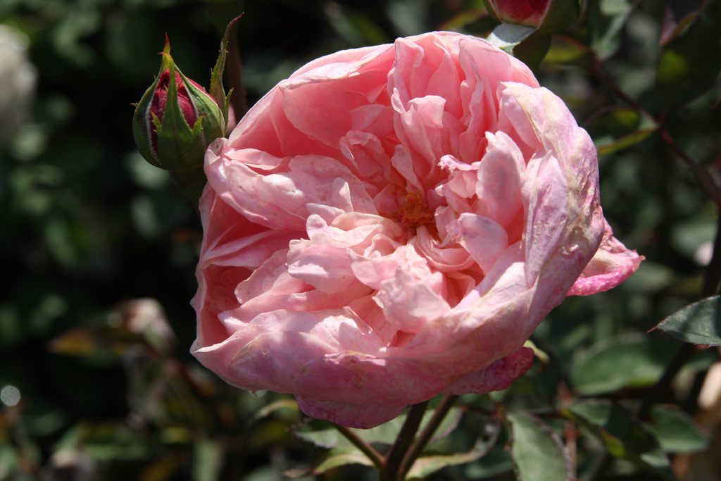 růže Alnwick Castle