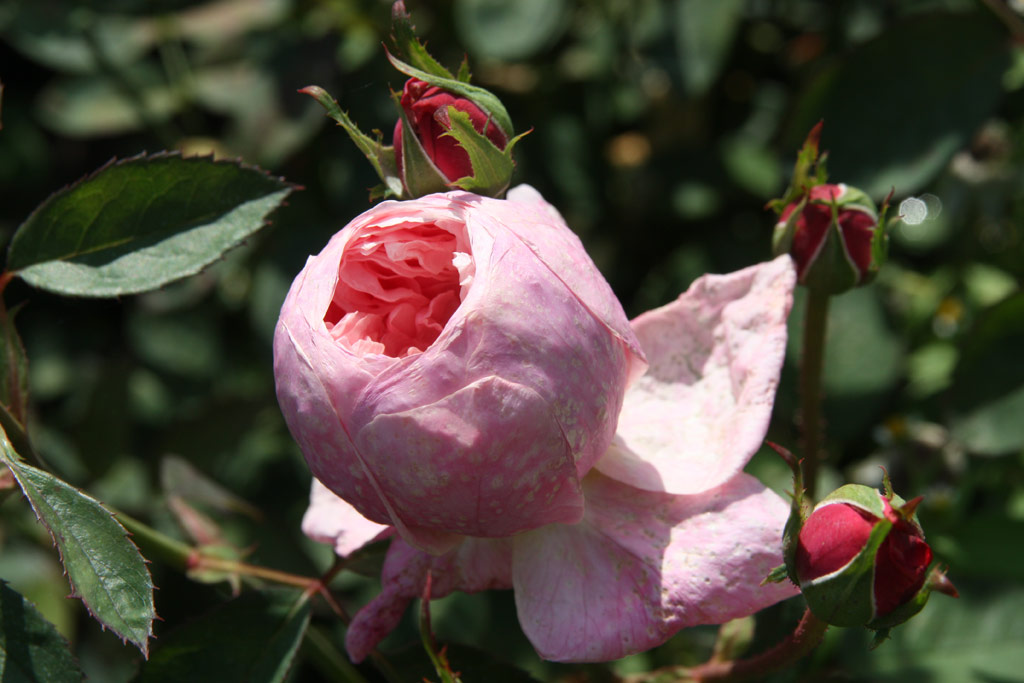 růže Alnwick Castle