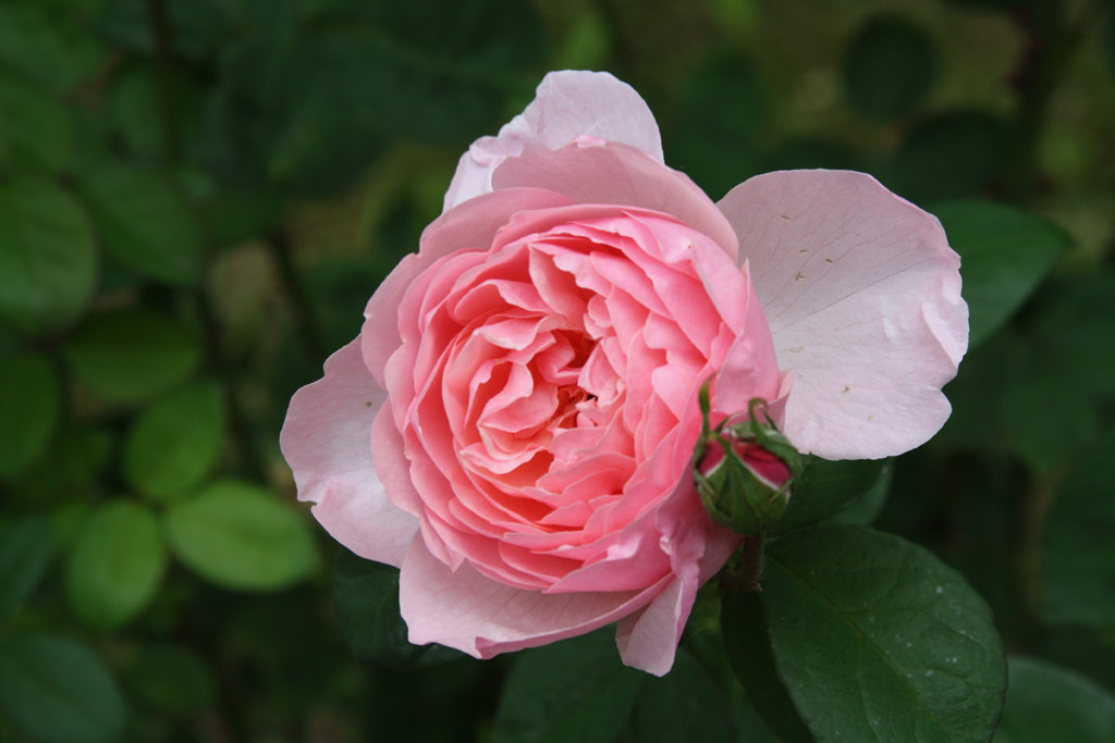 růže Alnwick Castle