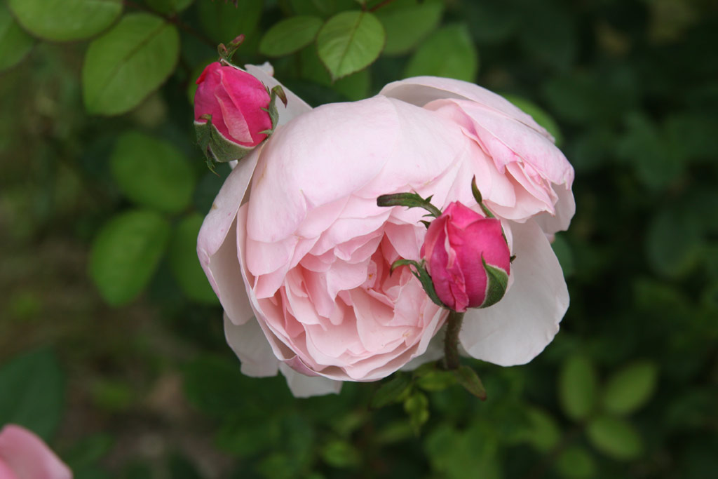 růže Alnwick Castle