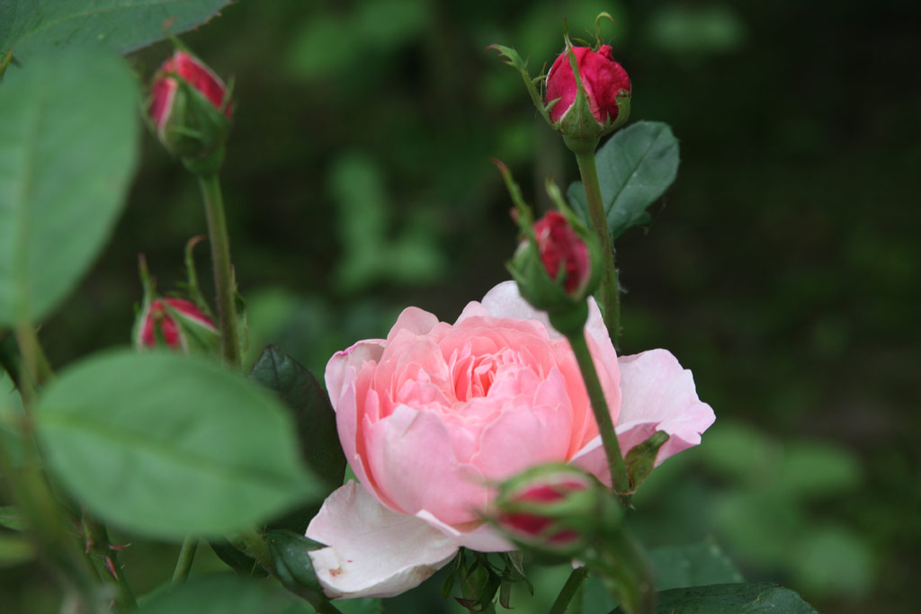 růže Alnwick Castle