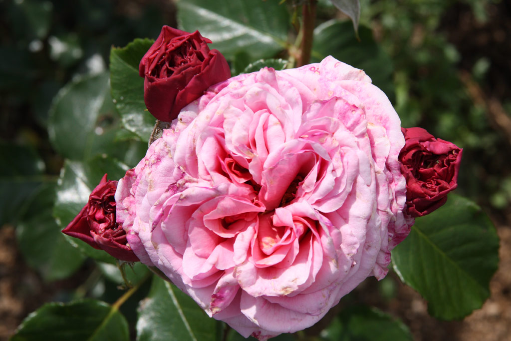 růže Aloha (Boerner)