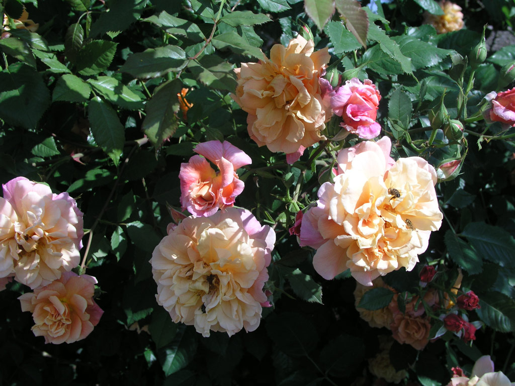 růže Aloha (Kordes)