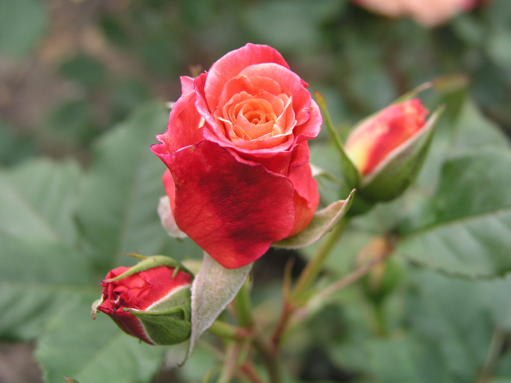 růže Aloha (Kordes)