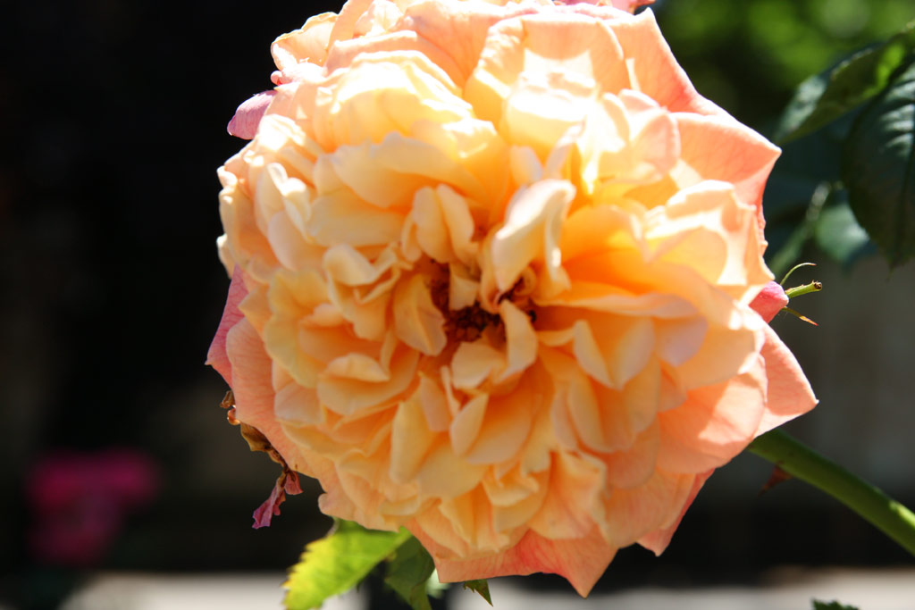 růže Aloha (Kordes)