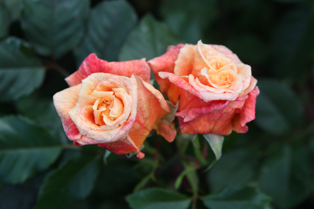 růže Aloha (Kordes)