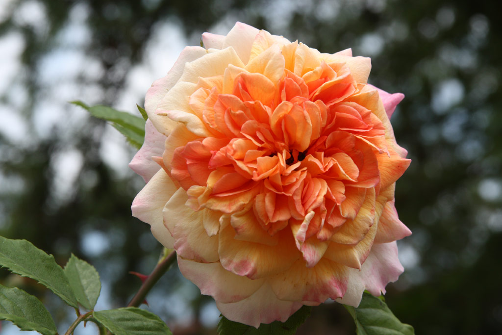 růže Aloha (Kordes)