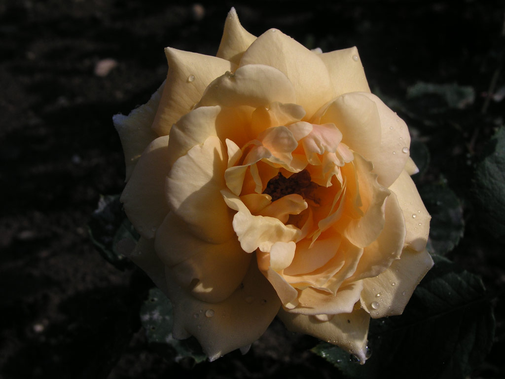 růže Alois Jirsek