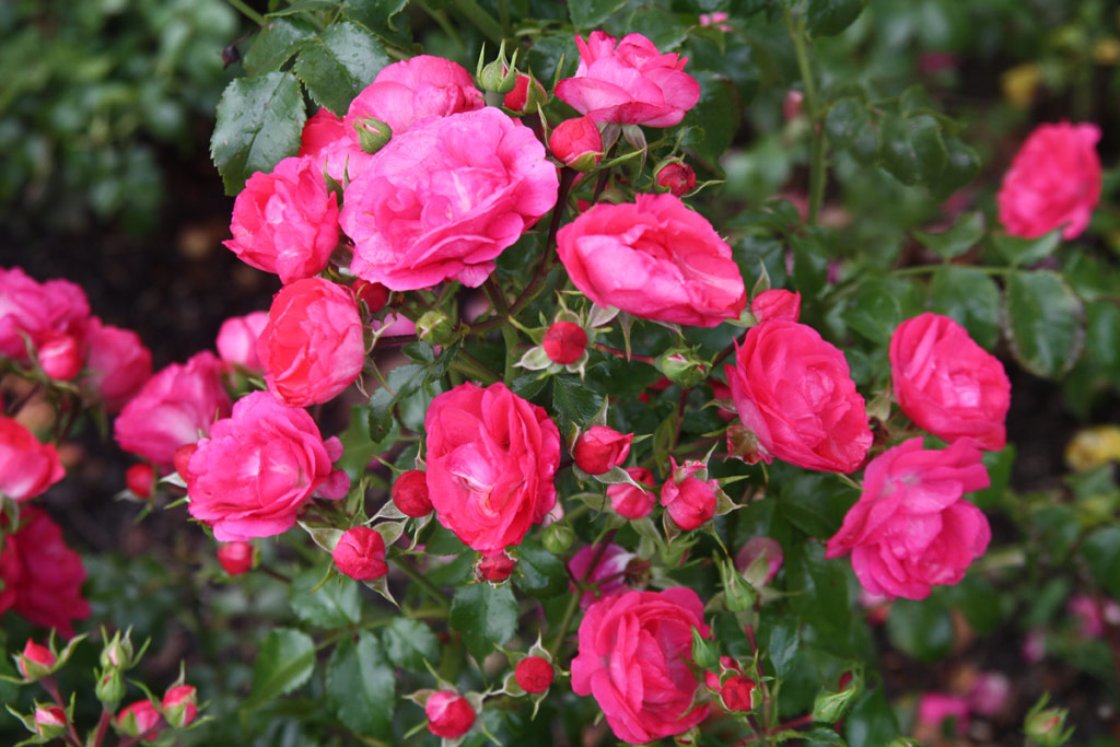 růže Alpha Meidiland