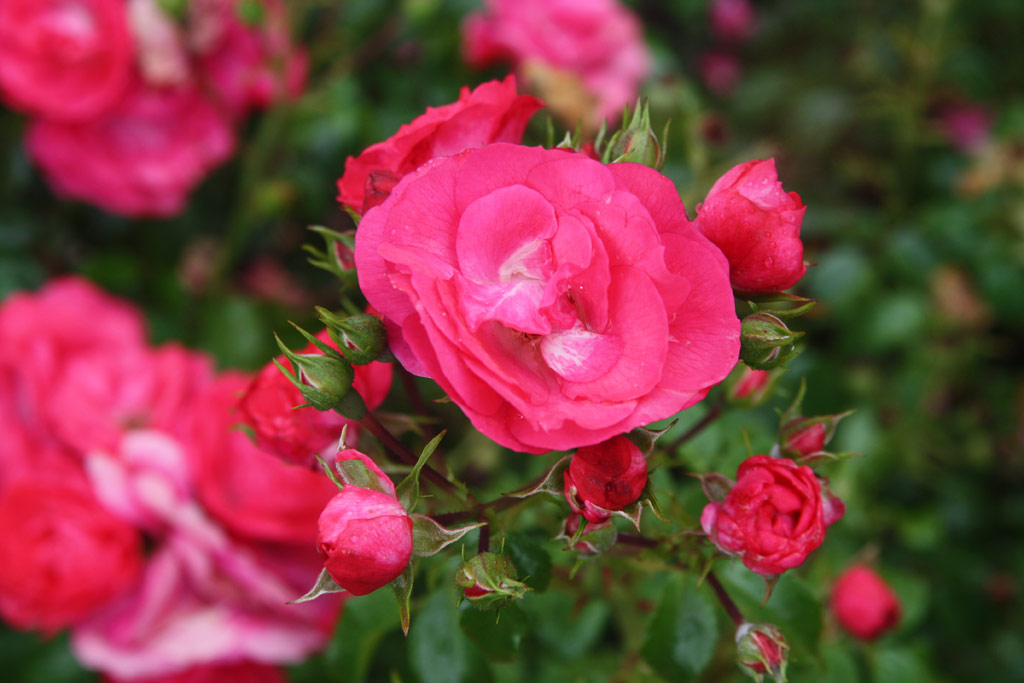 růže Alpha Meidiland