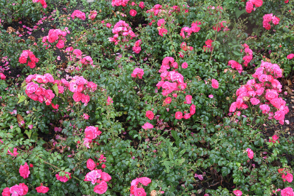 růže Alpha Meidiland