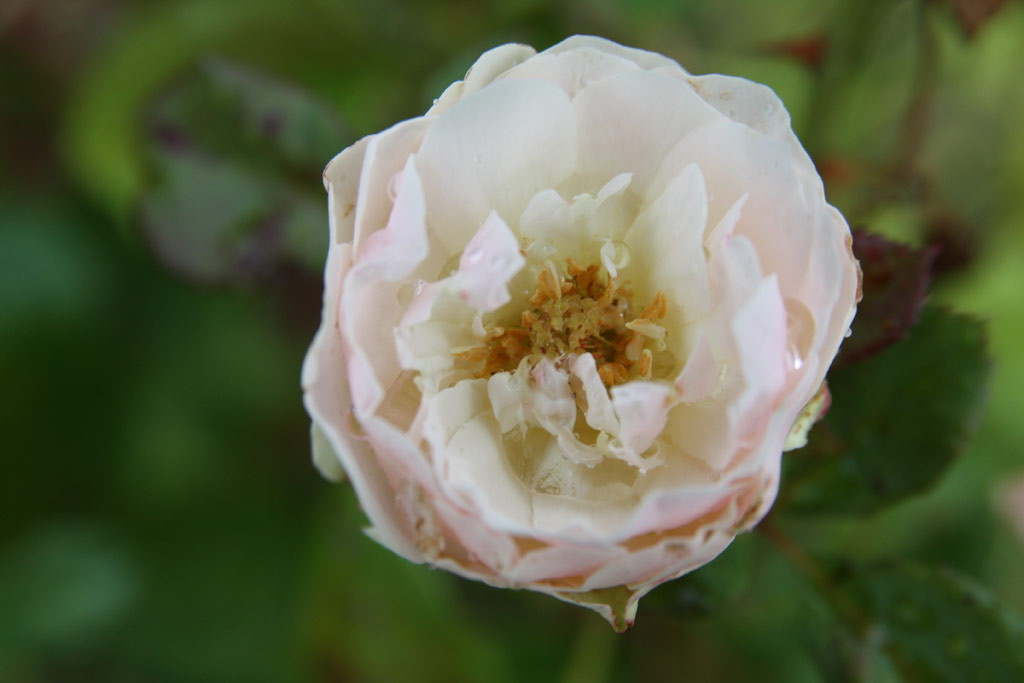 růže Als-Fehr