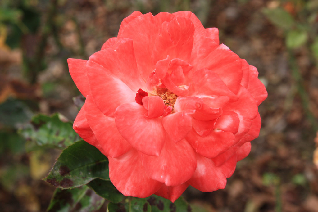 růže Alte Liebe (Berger)