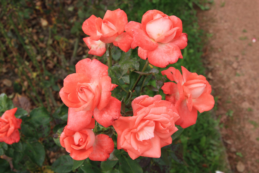 růže Alte Liebe (Berger)