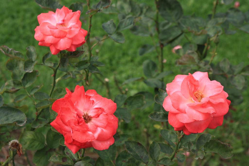 růže Alte Liebe (Berger)