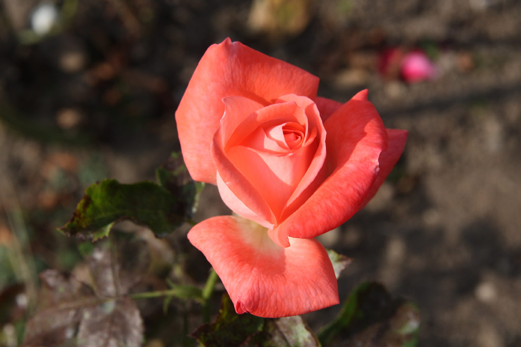 růže Alte Liebe (Berger)