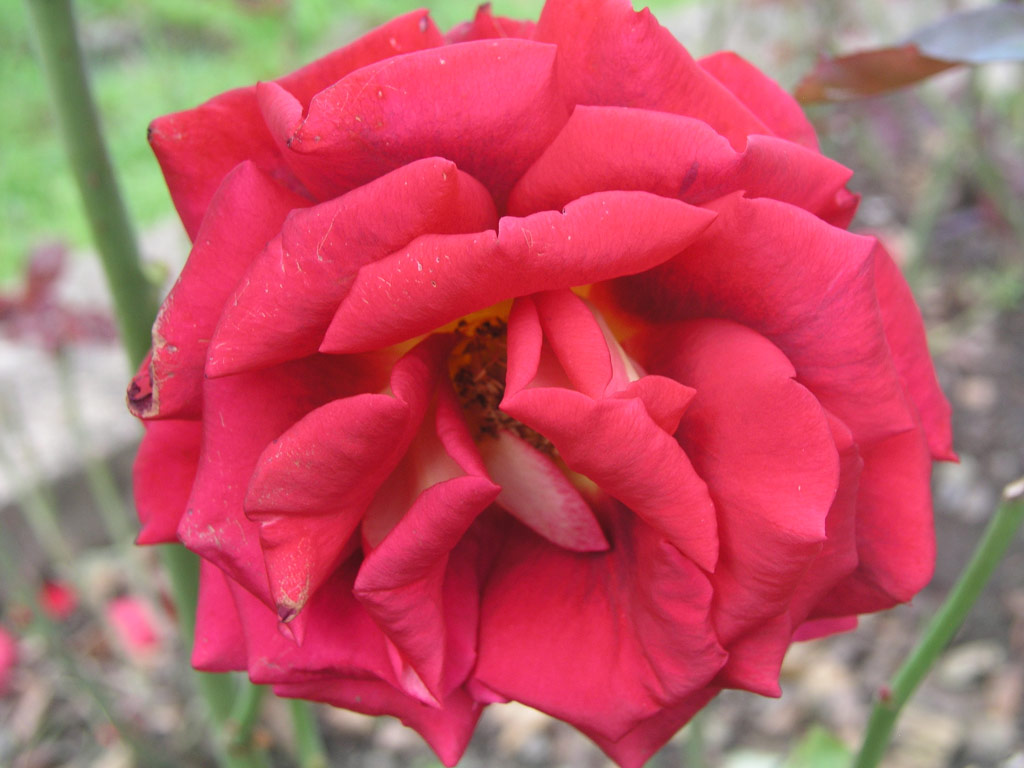 růže Amadeus (Kordes,?H)