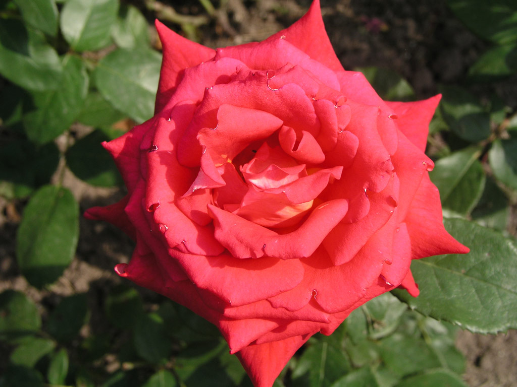 růže Amadeus (Kordes,?H)