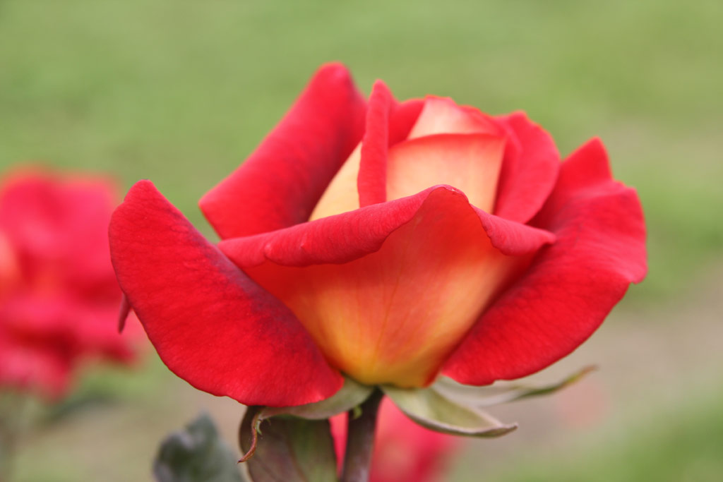 růže Amadeus (Kordes,?H)