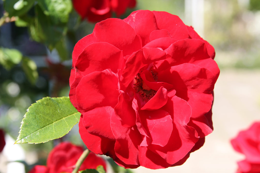 růže Amadeus (Kordes,PN)