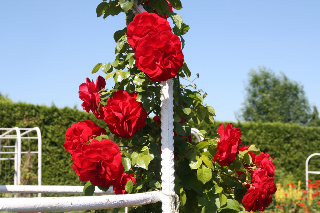 růže Amadeus (Kordes,PN)