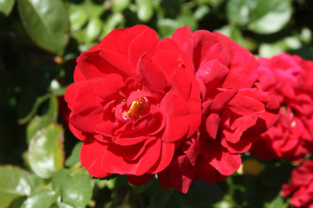 růže Amadeus (Kordes,PN)