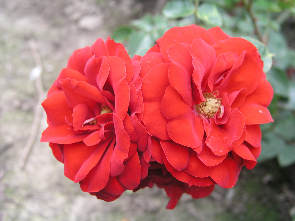 růže Amadeus (Kordes,PN)