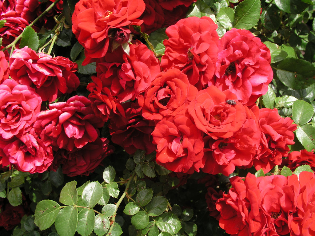 růže Amadeus (Kordes,PN)