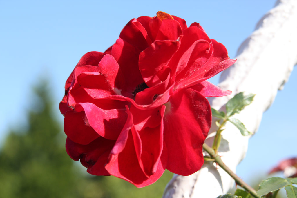 růže Amadeus (Kordes,PN)