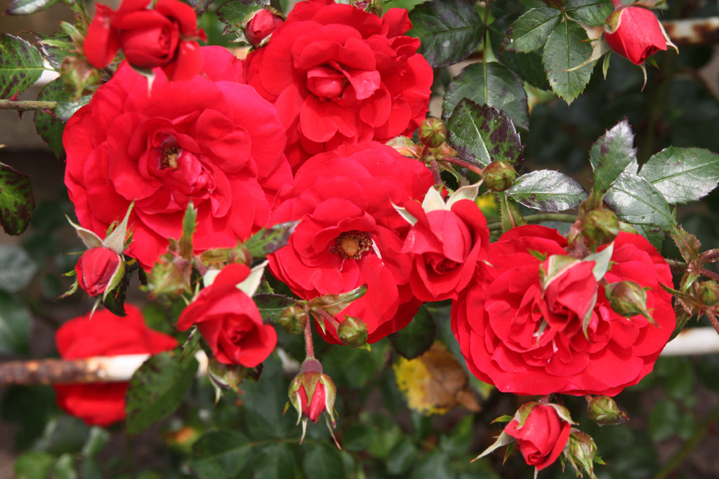 růže Amadeus (Kordes,PN)