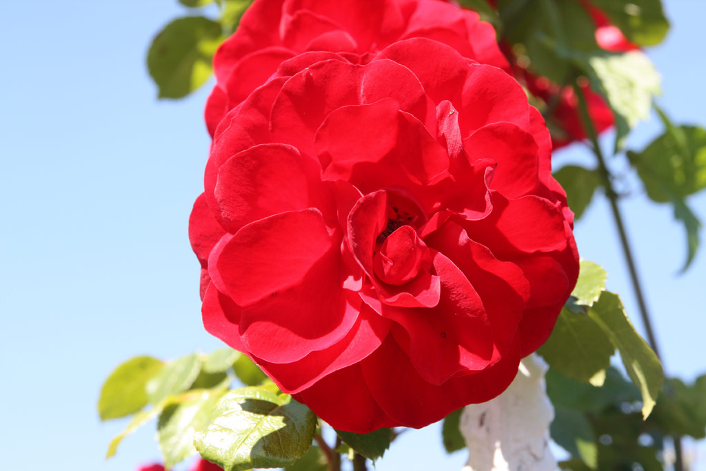 růže Amadeus (Kordes,PN)