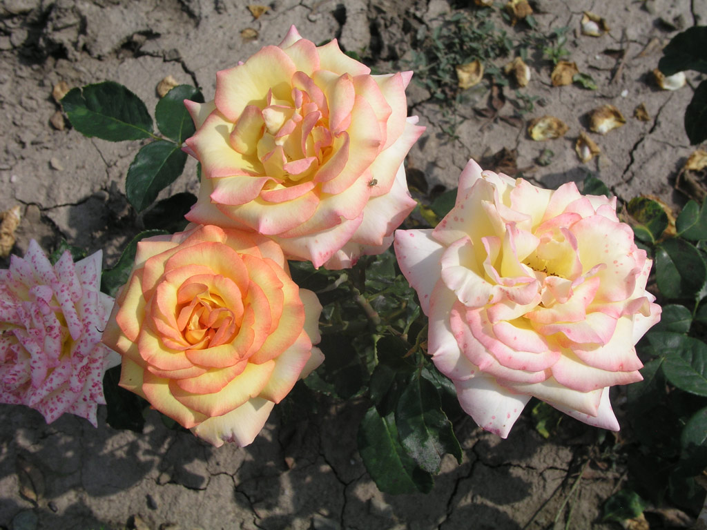 růže Ambiance (Delforge)